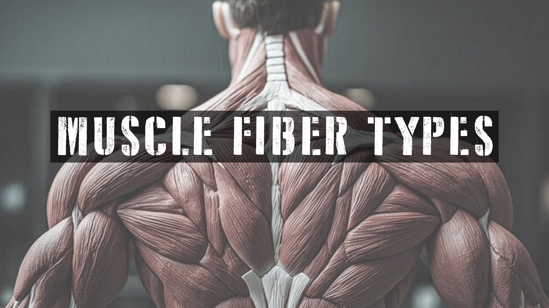 Muscle Fiber Types