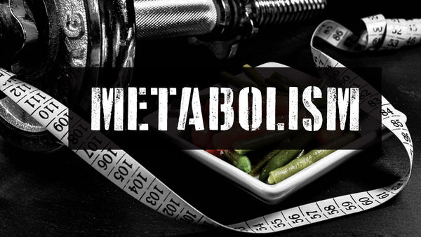 How The Metabolism Works - Part 2 - 5% Nutrition